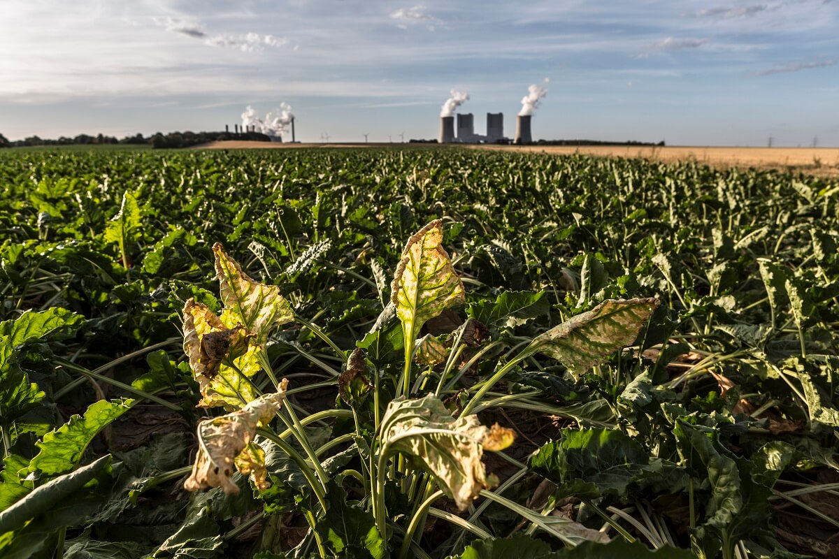 Dünya Sağlık Örgütü için Politika Notumuz